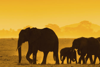 Tableau Éléphant - Montableaudeco