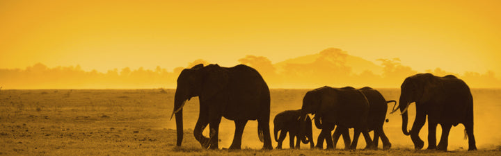 Tableau Éléphant - Montableaudeco