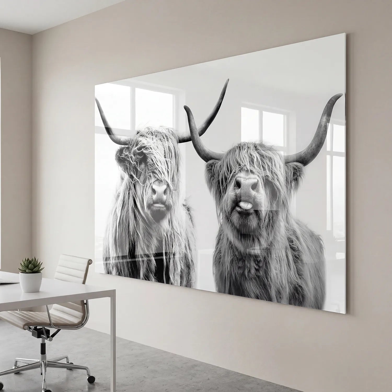 Vaches Highland Noir et Blanc sur plexiglas, rendu brillant et contemporain