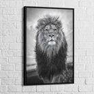 Tableau Lion Noir Et Blanc Grand Male - Montableaudeco